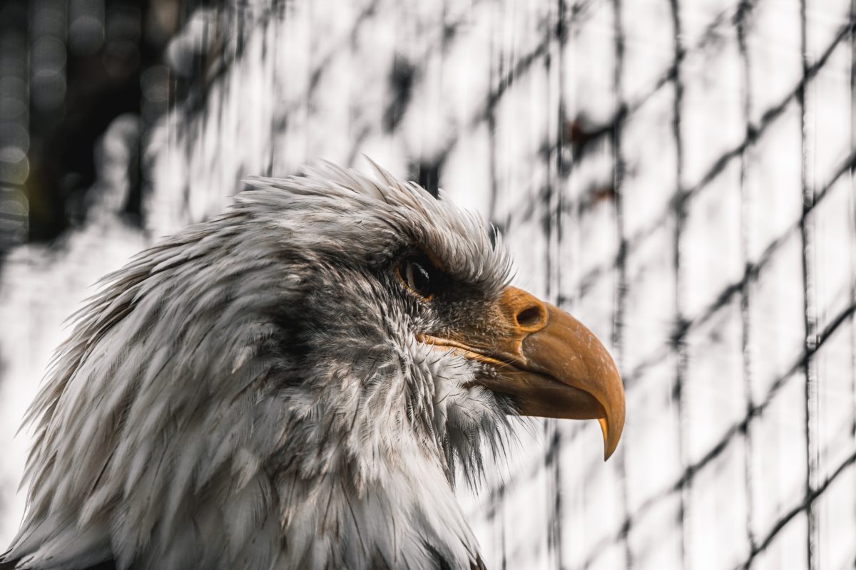 A Caged Eagle