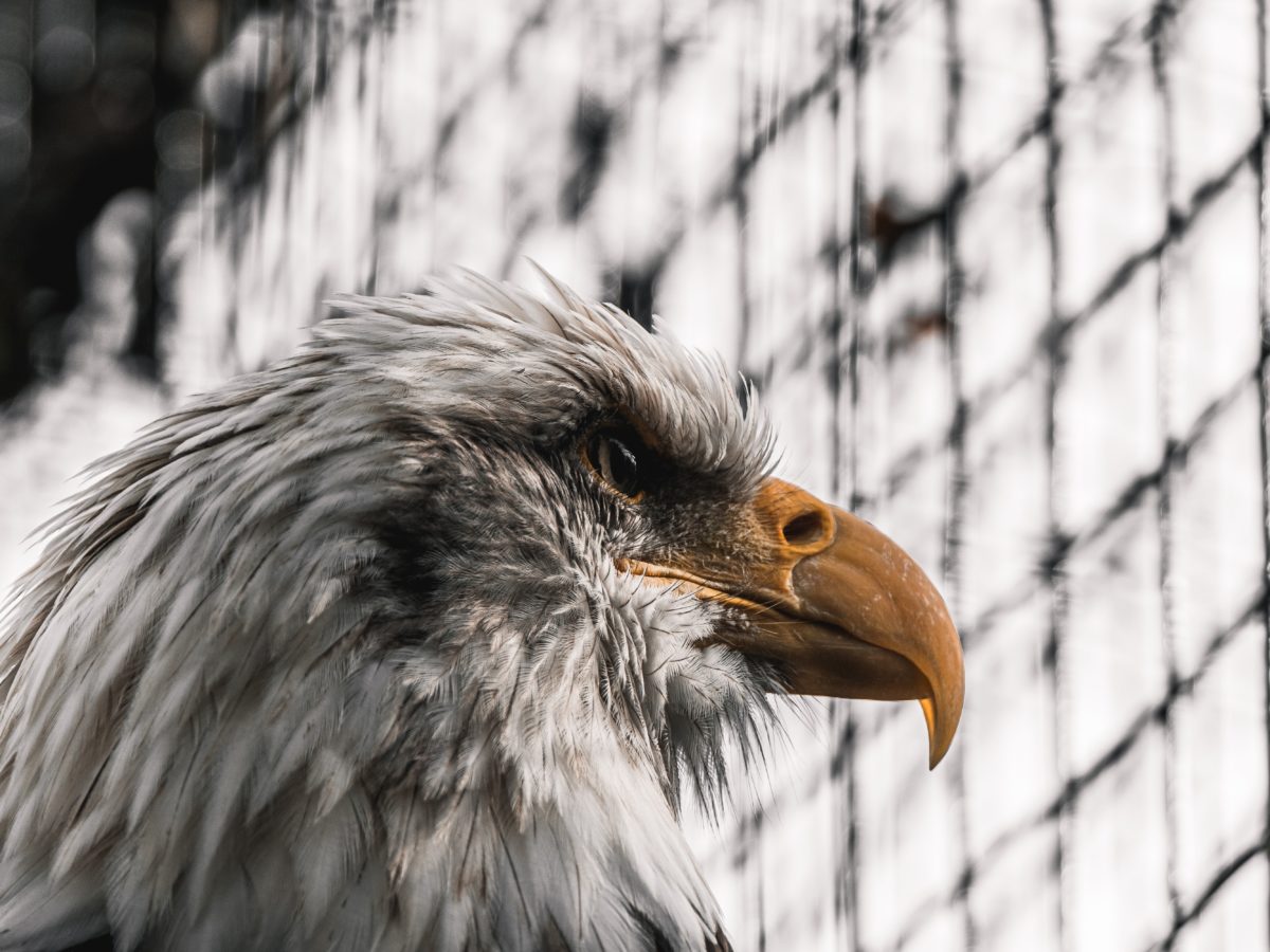 A Caged Eagle
